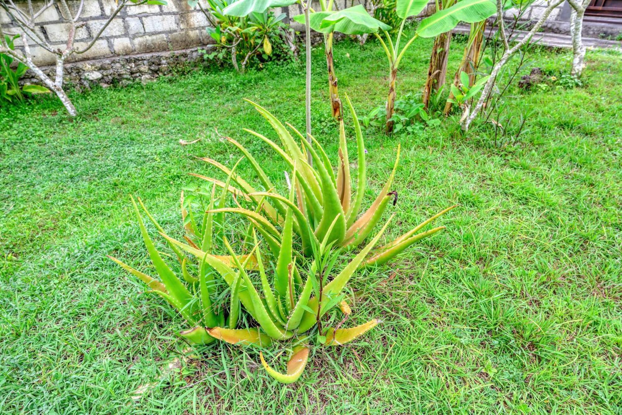 Dekara Cottages Ped Ngoại thất bức ảnh